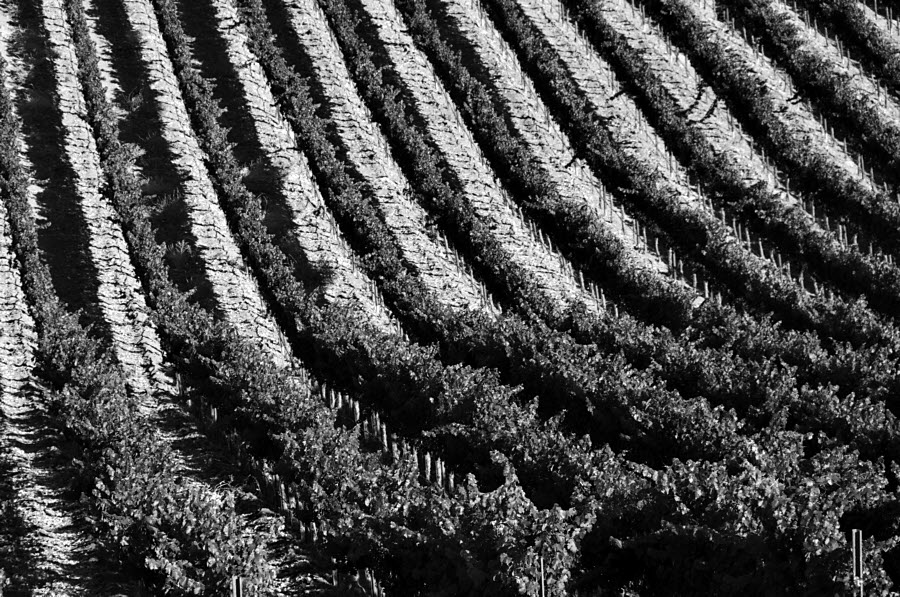 Central Coast #2 BW